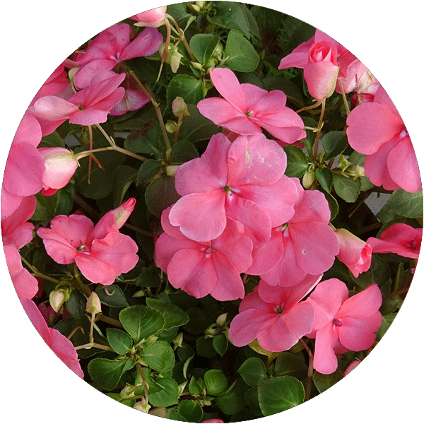 Pink Impatiens.